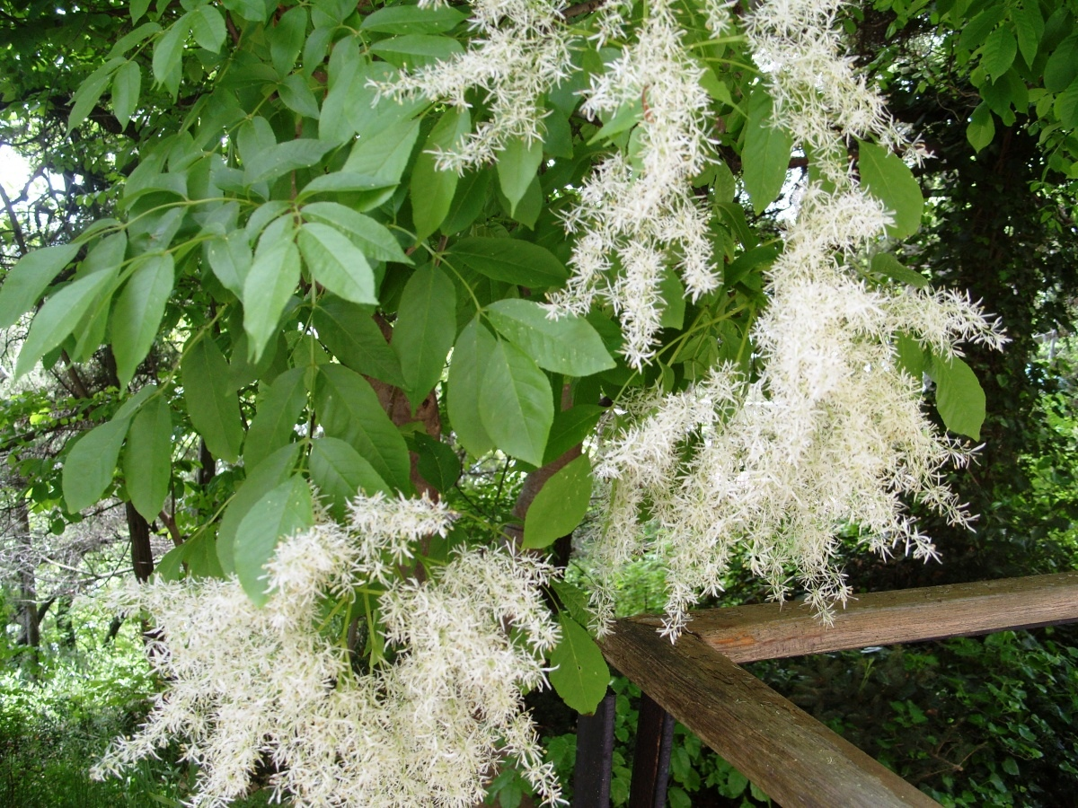 Ясень манный (Fraxinus ornus). Ясень обыкновенный соцветие. Ясень обыкновенный цветет. Ясень обыкновенный цветение.