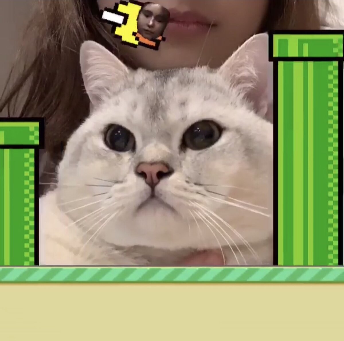 Многие пользователи экспериментируют совместно со своими питомцами