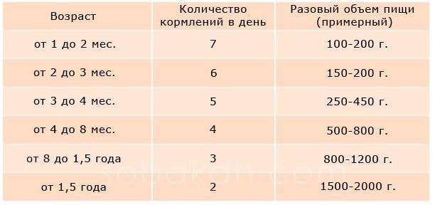 Сколько кормить щенка: Полное руководство по кормлению щенка с диаграммой |  БОБИК и КОТИК | Дзен