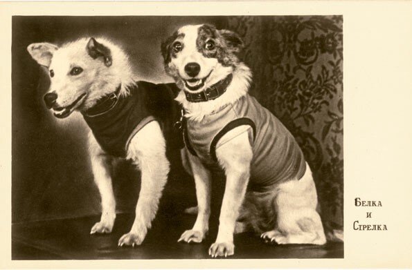 Собаки-космонавты  "Белка" и "Стрелка"