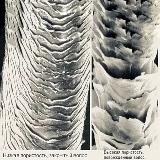 Структура волос под микроскопом