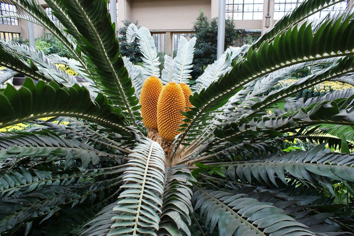 https://longwoodgardens.org/blog/2010/01/25/the-king-of-our-conservatory