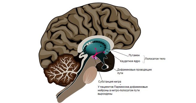[caption id="attachment_1635" align="aligncenter" width="655"] Порядок выработки дофамина[/caption]
