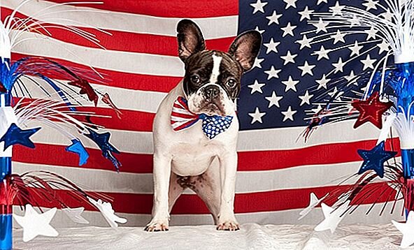 Типичная американская собака - некрасивая, но с зашкаливающим самомнением.