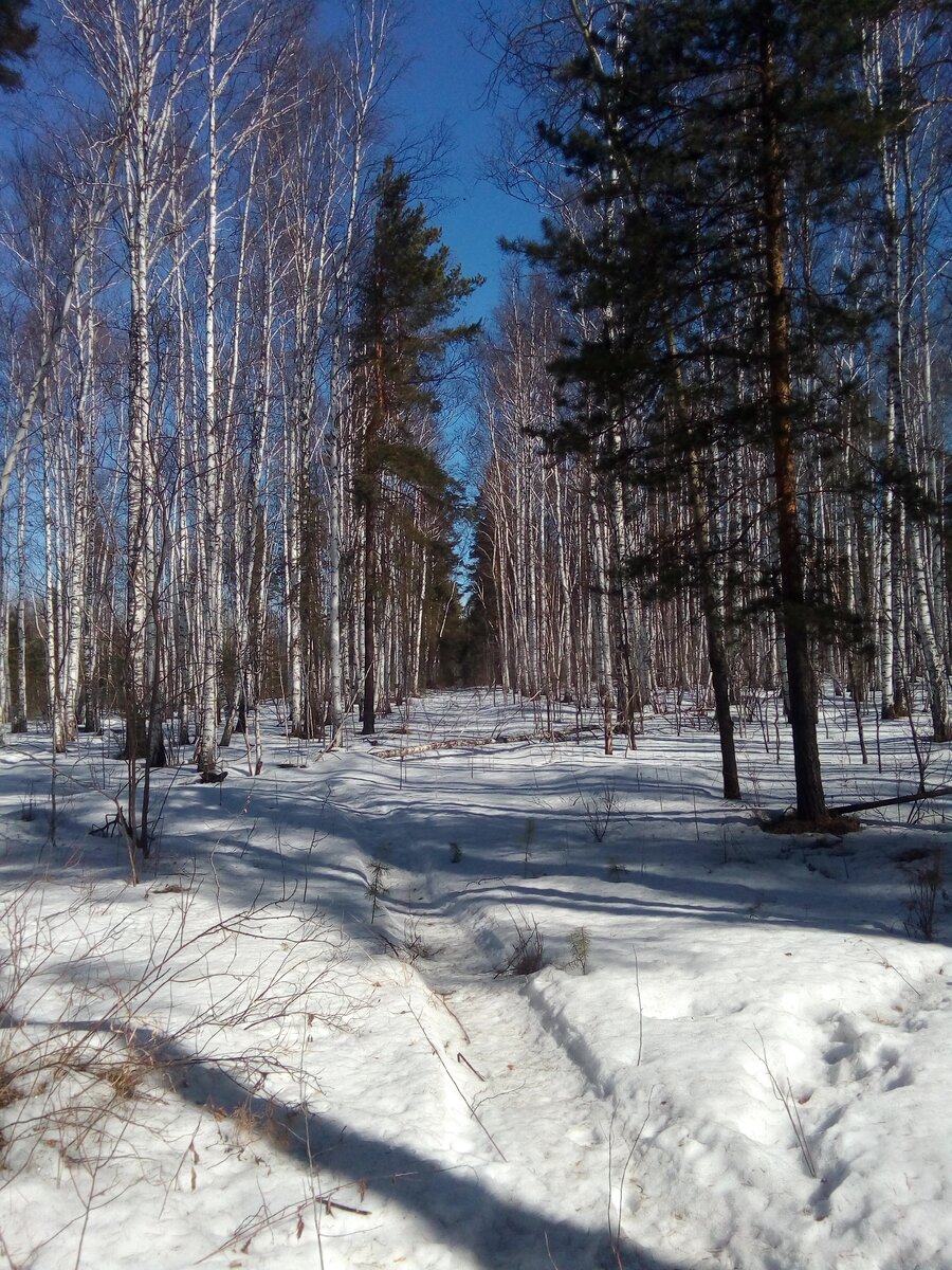 Заболоченный лес, горное болото