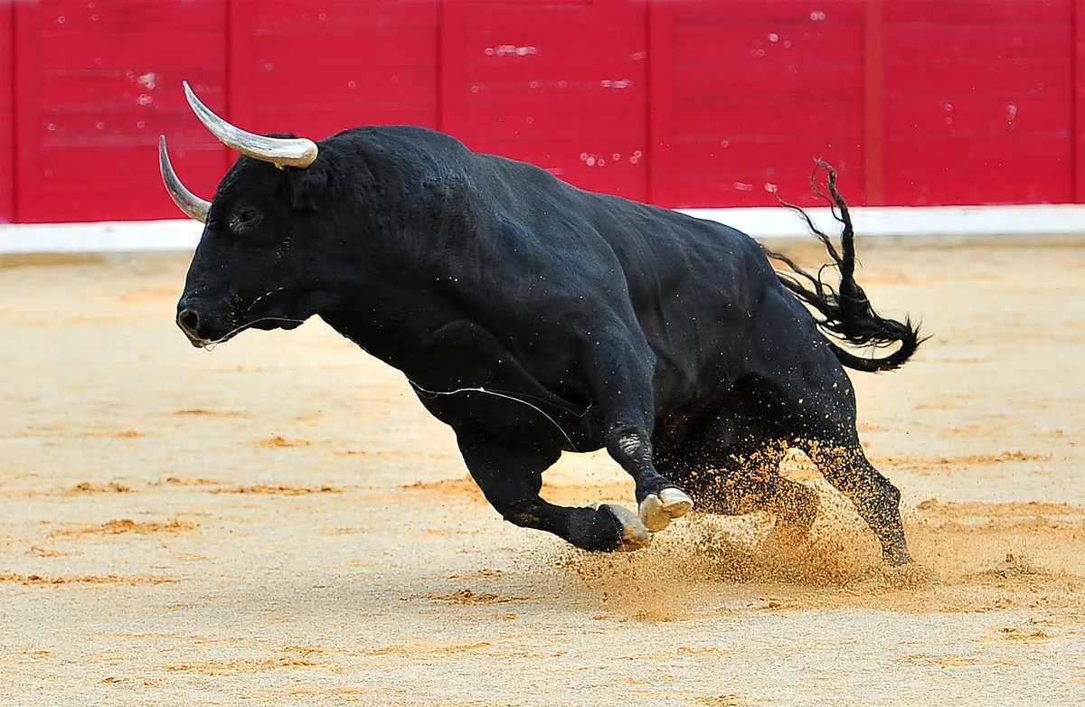 El toro de lidia se extinguirá