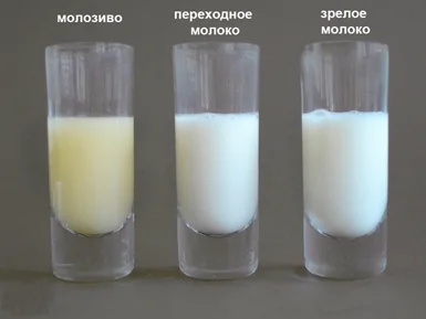 Как остановить лактацию после прерывания беременности на позднем сроке?