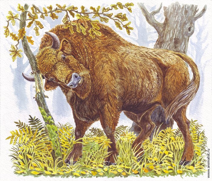 http://www.animalist.ru/?action=show_pic&n=30122010022317&artist=Nils