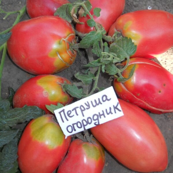 Петруша томат описание и фото