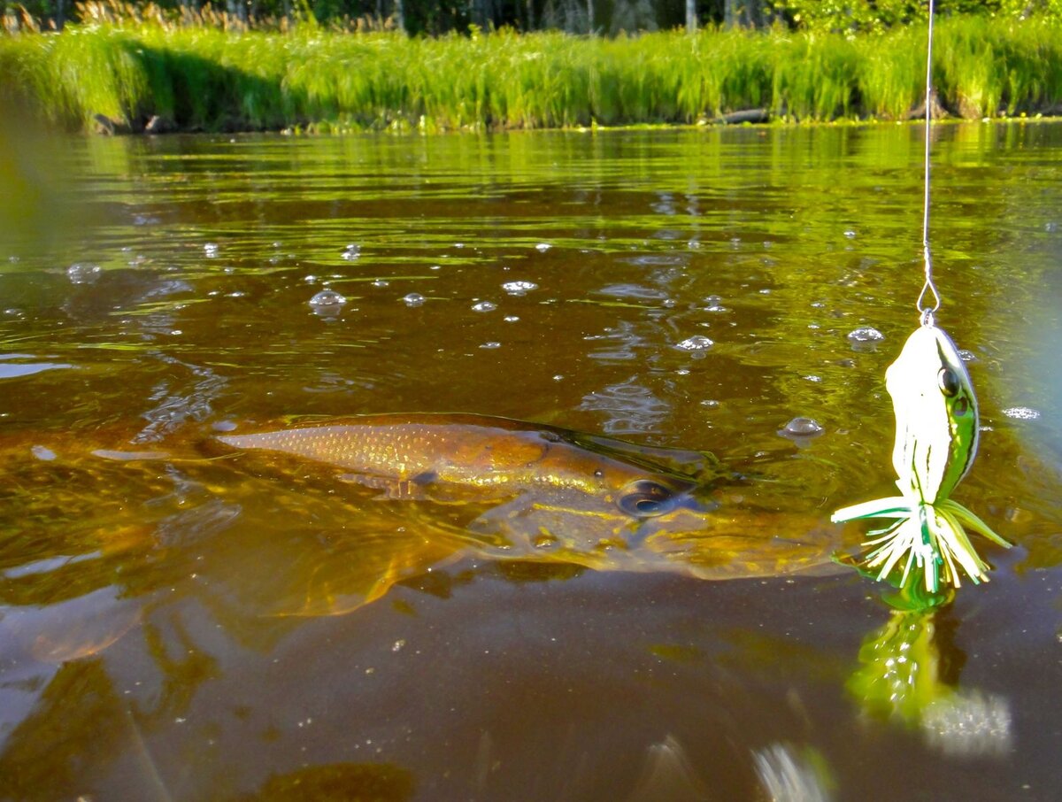 Какая рыба водится в данной местности