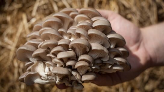 фото: https://ecoportal.info/griby-veshenki/