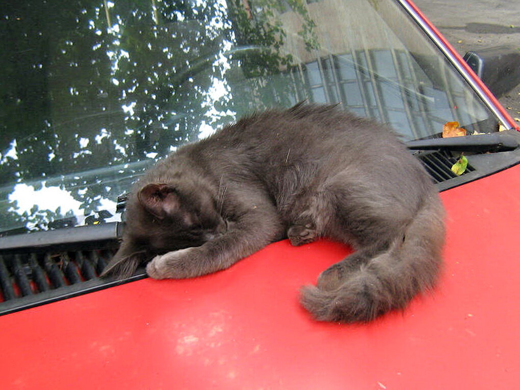 источник фото яндекс картинки