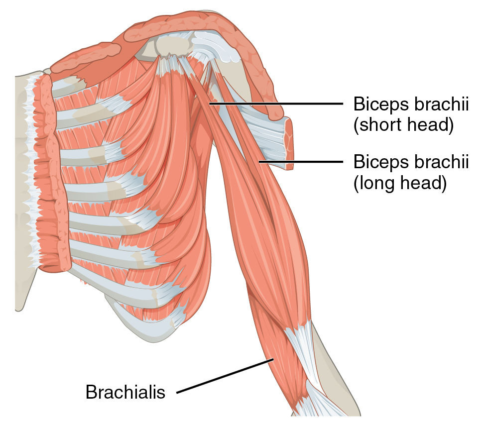 Двуглавая мышца плеча. Biceps brachii мышца. Длинная головка двуглавой мышцы плеча анатомия. Двуглавая мышца плеча m. biceps brachii. Длинная головка бицепса плеча.