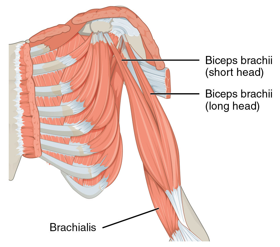 Двуглавая мышца. Biceps brachii мышца. Длинная головка двуглавой мышцы плеча анатомия. Двуглавая мышца плеча m. biceps brachii. Длинная головка бицепса плеча.