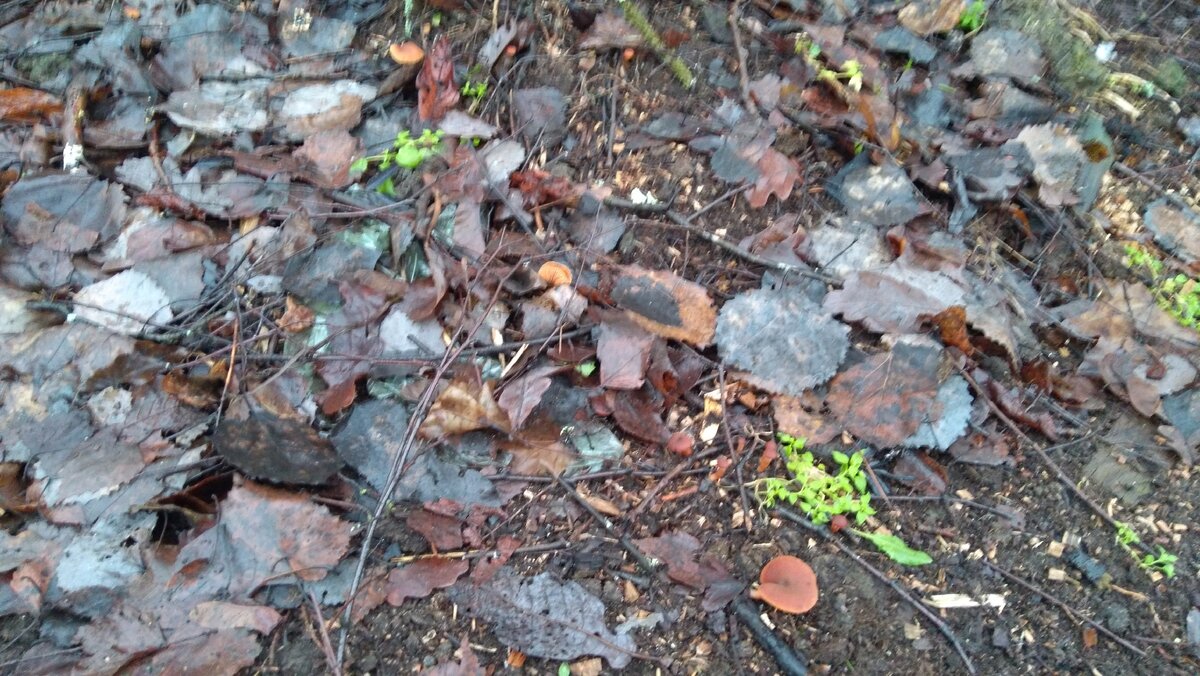 Поганки 22 декабря