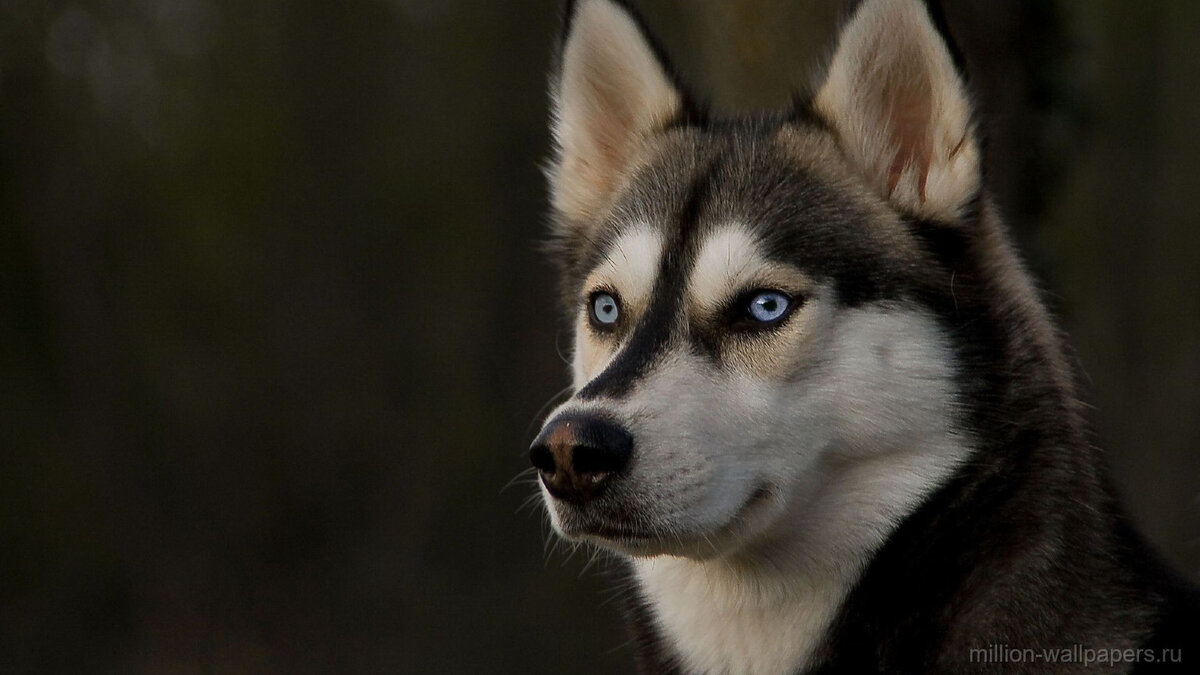 Хотите завести хаски? Не спешите