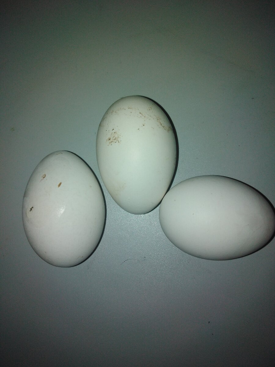 Гусиные яйца