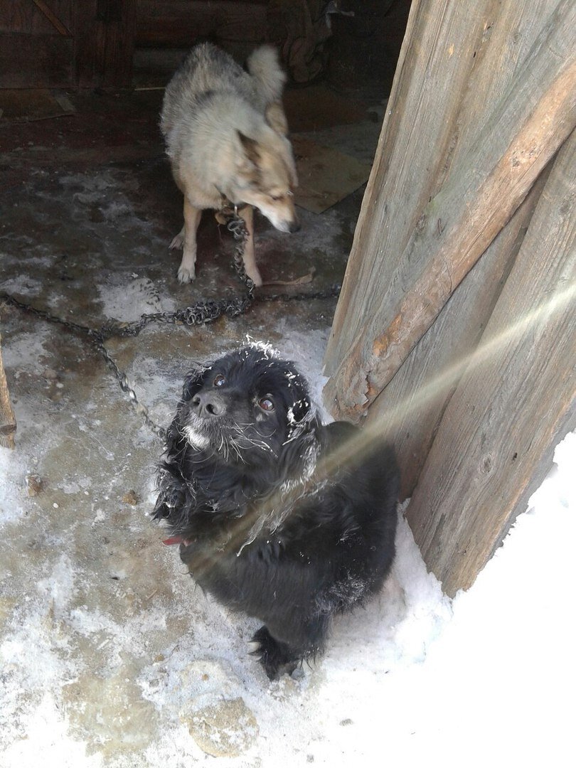 Полчаса в мороз распутывали мы окоченевшими пальцами две  примерзшие цепи, освобождали собак