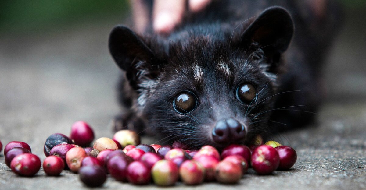 Зверёк Лювак