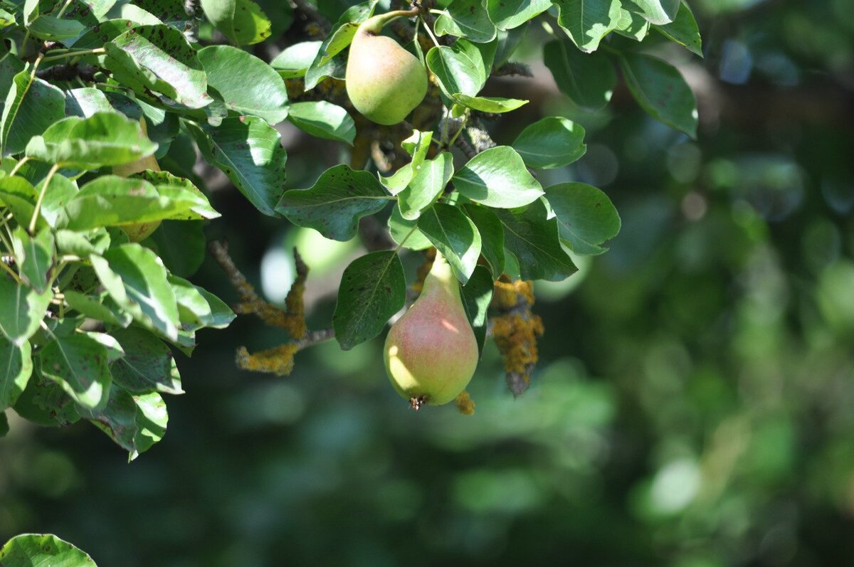 Вкусная груша в саду.