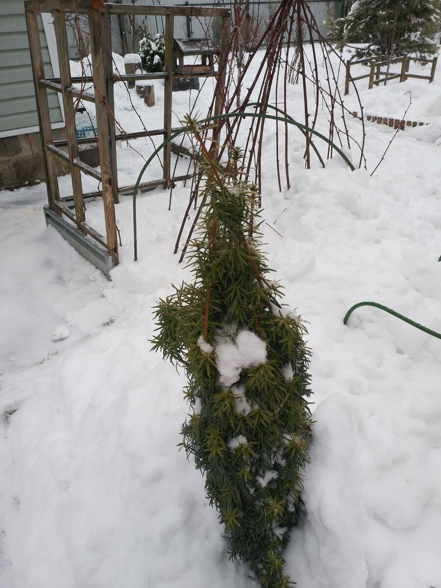 Это тис ягодный