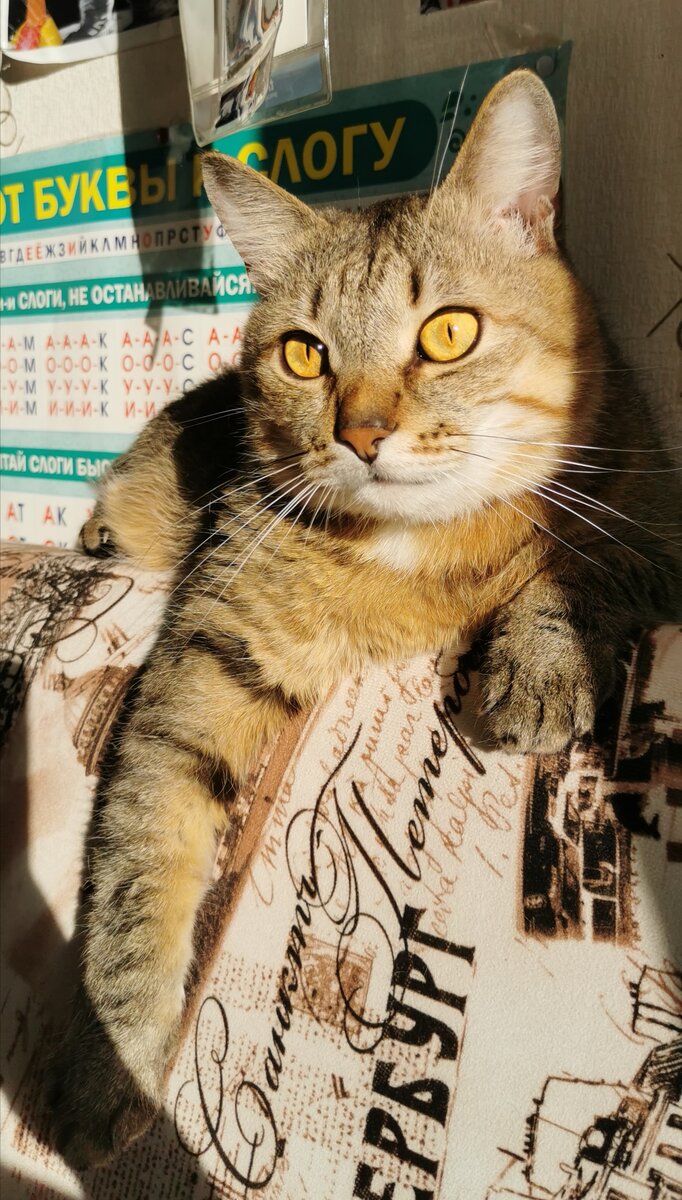 Иногда на создание стихов может вдохновить и кот)))) 