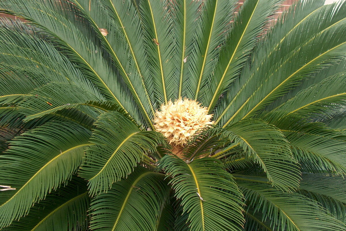 Фотография 2. Цикас в диких условиях