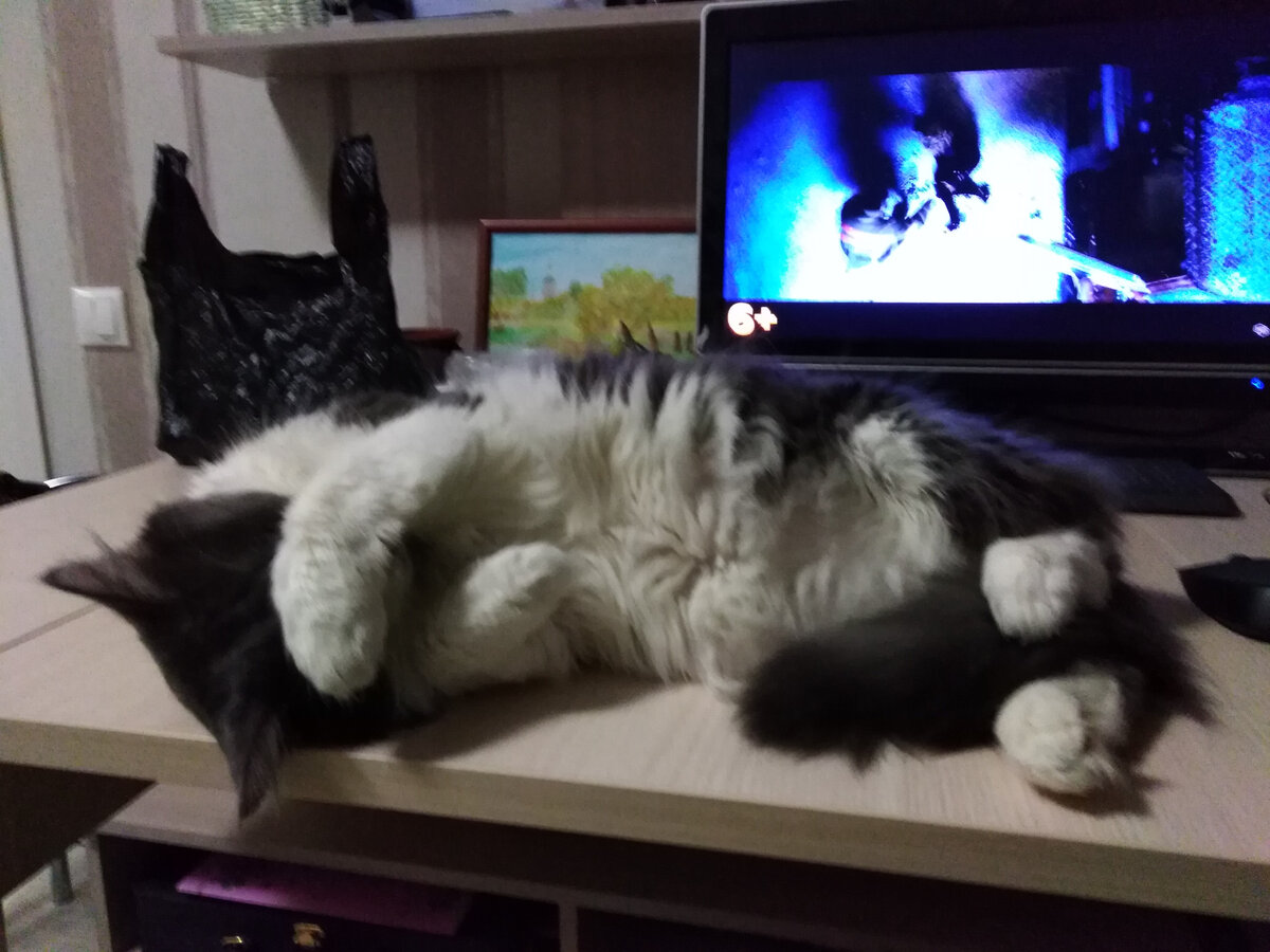 Кот со мной у компьютера