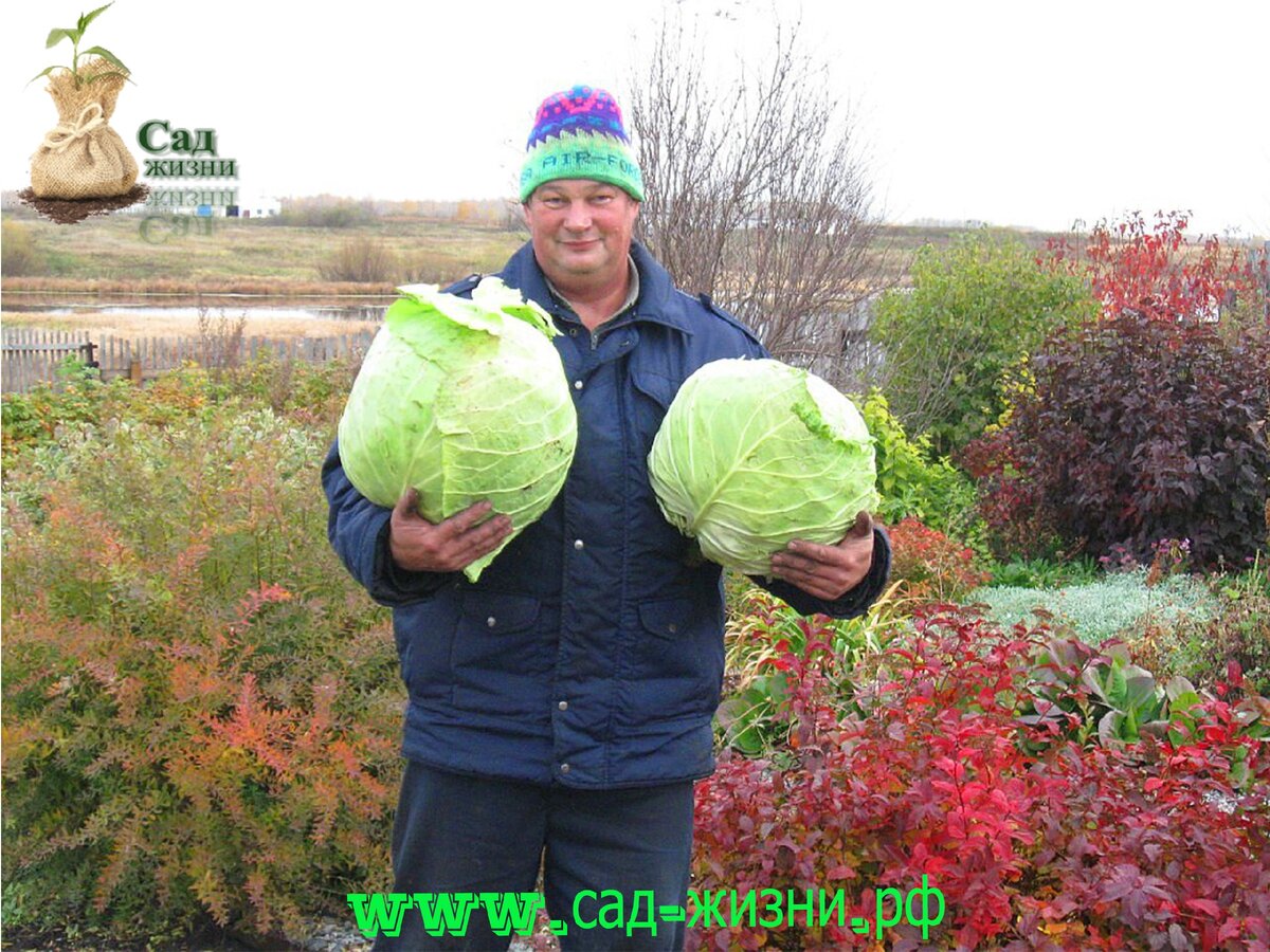 Белокочанная капуста