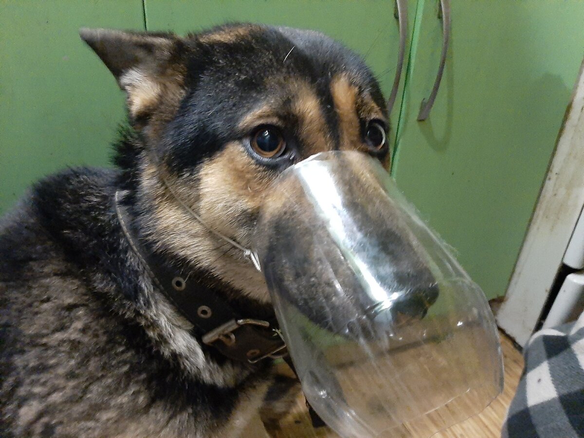 Намордники для собак своими руками (58 фото) - картинки internat-mednogorsk.ru