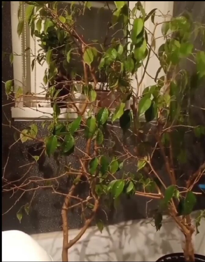 Горячий душ для двух взрослых экземпляров