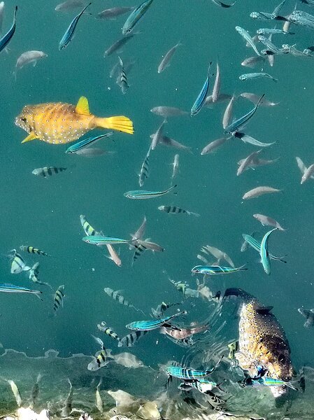 Любоваться коралловыми рыбками можно прямо с набережной марины в Тала Бей