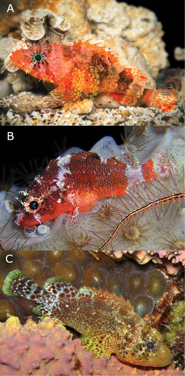 Источник: Смитсоновский институт