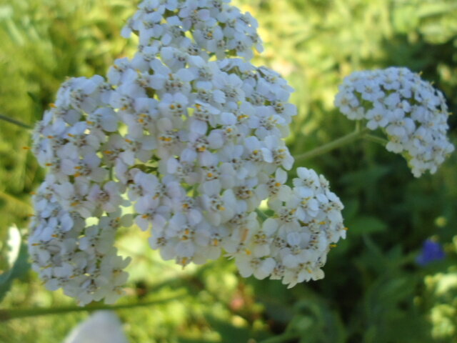 Тысячелистник. Невзрачный, но очень полезный.