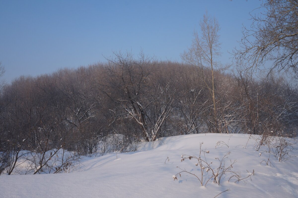 Заросший террикон шахты "Киселевская"