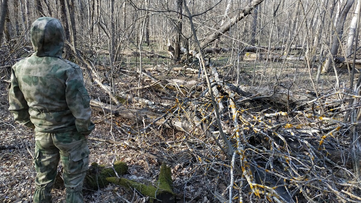 В лес ходить полезно 