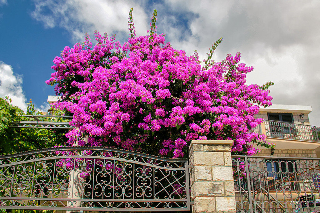 Бугенвиллии москва. Бугенвиллия giant Pink.