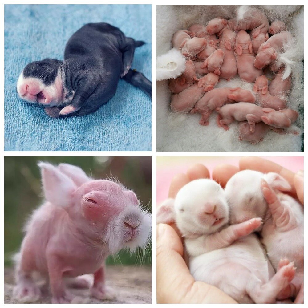 Новорожденные кролики. Источник - Яндекс.Картинки. Подборка - Мир фауны