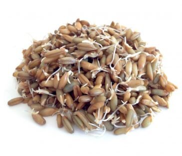 Пророщенный овес. Фото.