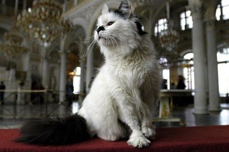 фото:gavmyau.ru