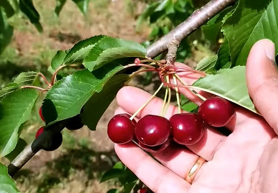 Материал рукояти дерево вишня