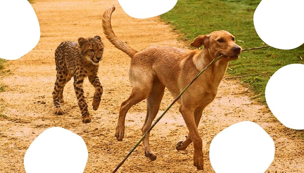 Чтобы не создавать конкуренцию, гепарда и лабрадора кормят раздельно