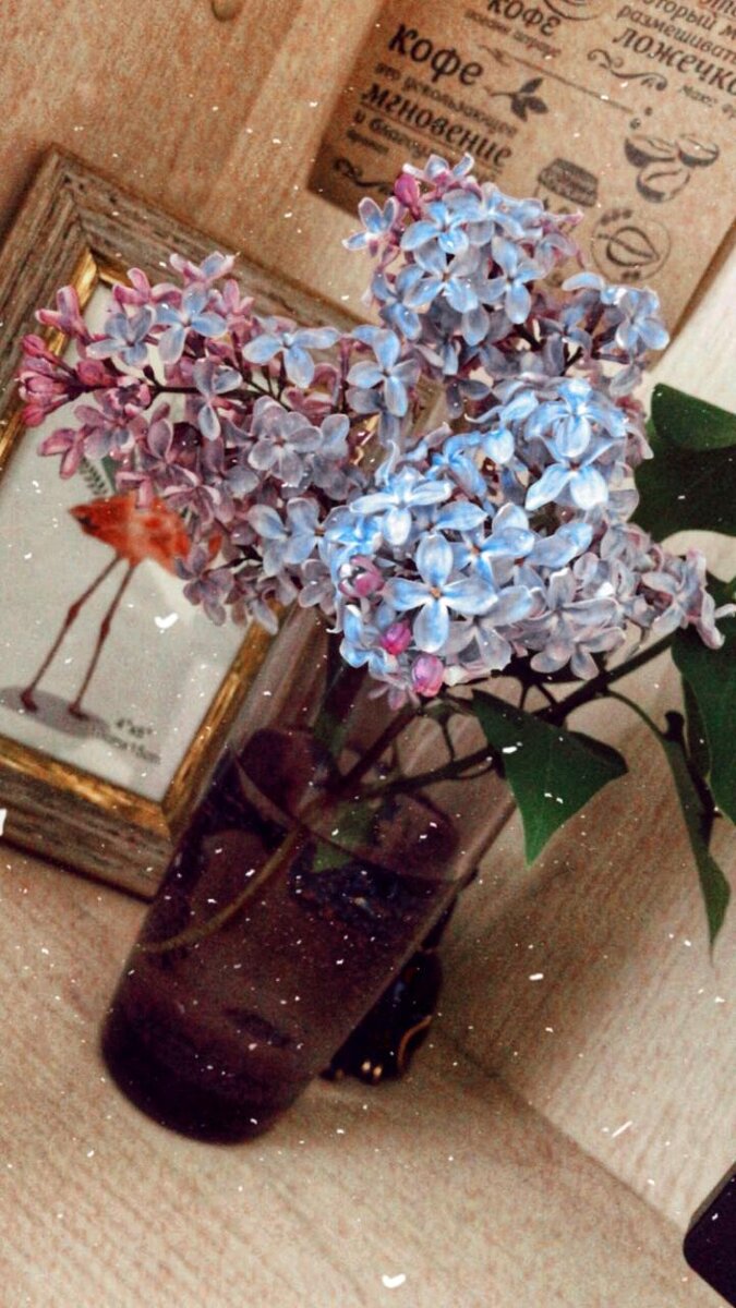 Лечебные свойства сирени Использовать сирень в лечебных целях впервые начали в Китае, что и не удивительно, ведь Китайская народная медицина уже многие века занимает первое место в мире.

Какими основными лечебными свойствами обладает сирень
Сирень используют в качестве обезболивающего средства, как потогонное, при различных воспалительных процессах. Её применяют как хорошее жаропонижающее средство. Сирень служит отличным мочегонным, заживляющим и противосудорожным свойством. Так же она обладает успокоительным свойством и способна понижать сахар в крови.