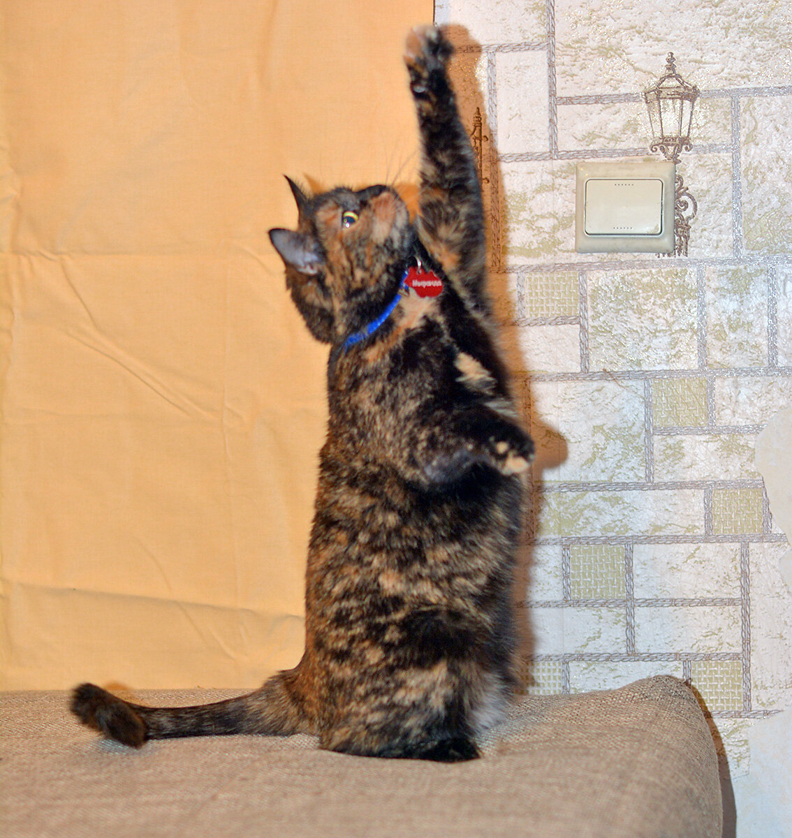 Кошки черепахового окраса - кошки с потрясающим характером