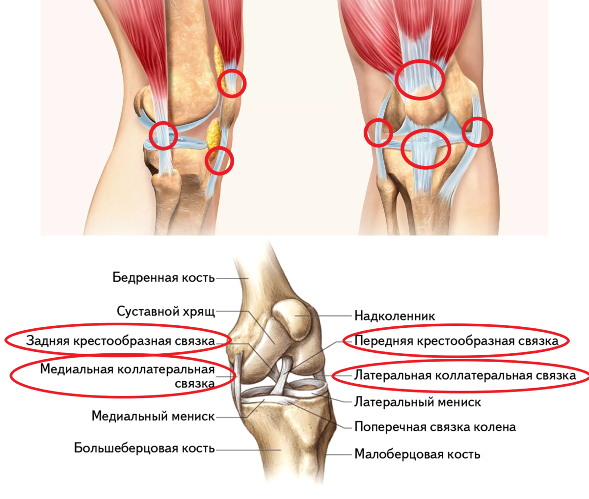 Поясница отдает в колено. Связки с внутренней стороны колена. Боль в колене с внутренней стороны. Болит колено с внутренней стороны.