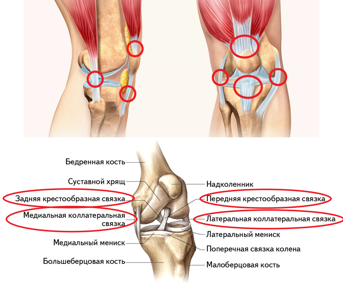 Боль в колене с внутренней стороны. Внутренняя сторона колена.