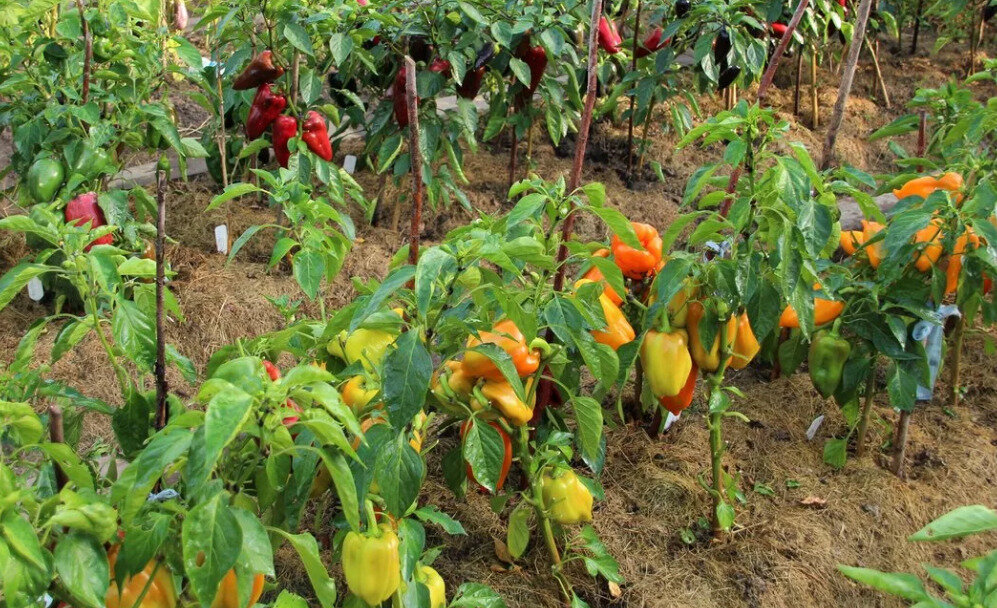 Перец должен получать нужные питательные элементы.