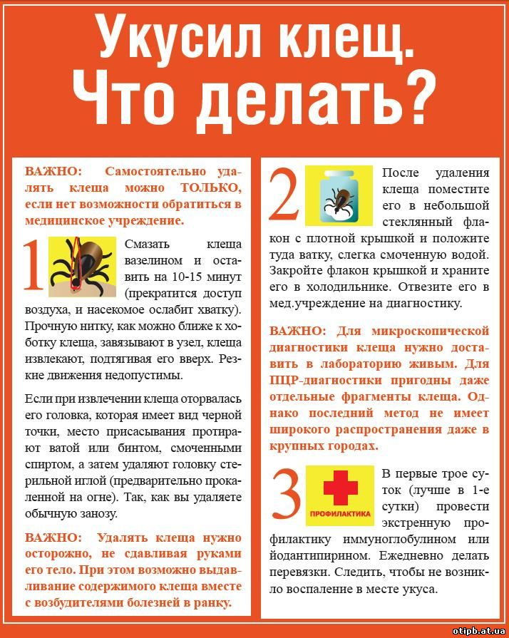 Укусил клещ что принимать взрослым. Памятка оказание первой помощи при укусе клеща. Меры профилактики и первой медицинской помощи при укусах клещей. Памятка оказание первой помощи при укусах клещей.