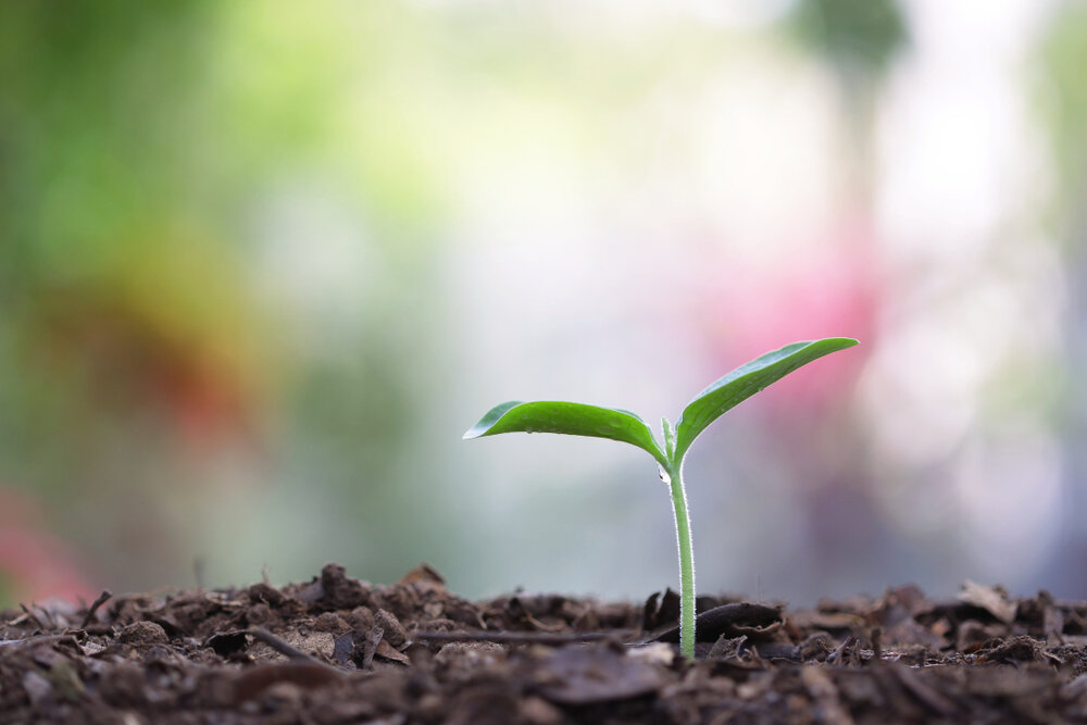 Проросток яблони. Грин гроу. Рост растений фото. Ростки нового. Грунт зеленый росток.