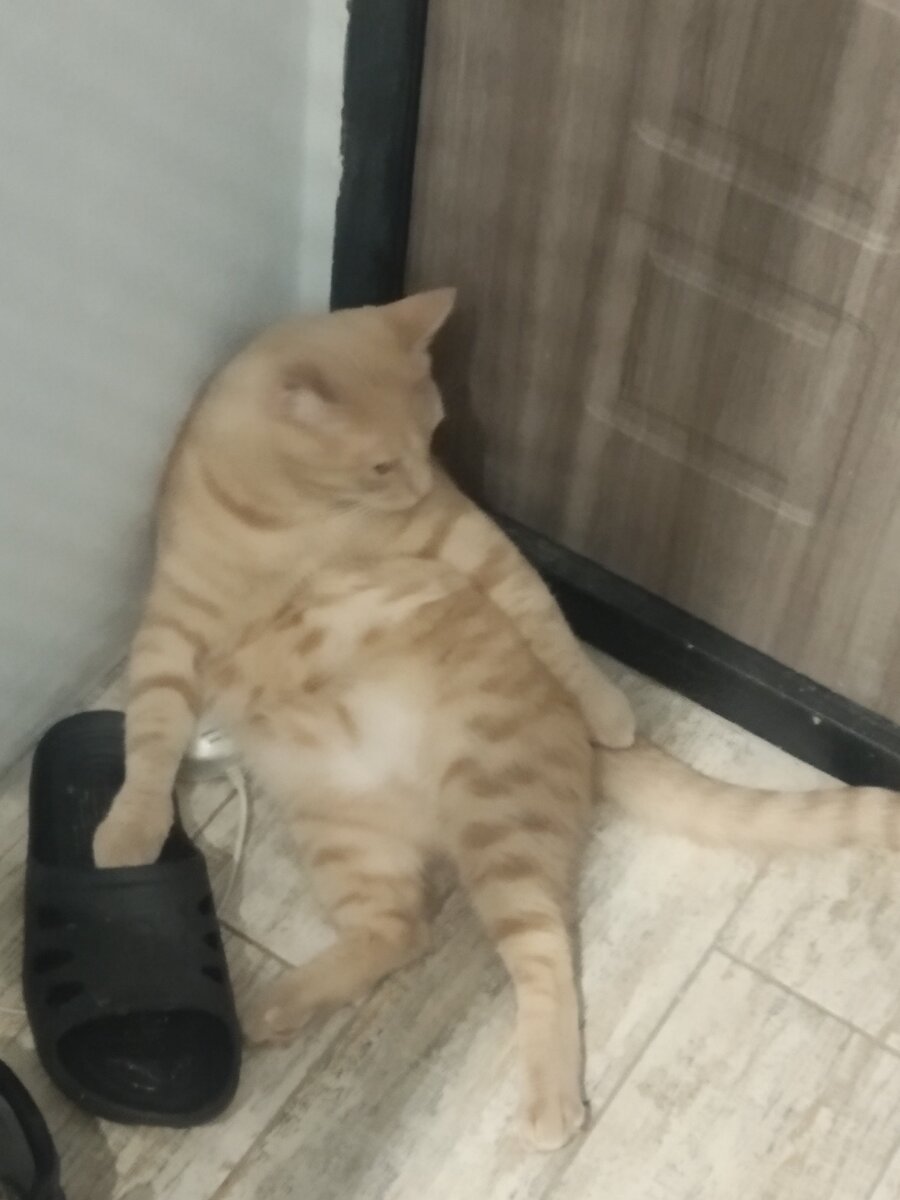 Питерский кот Скизи Мазонкин